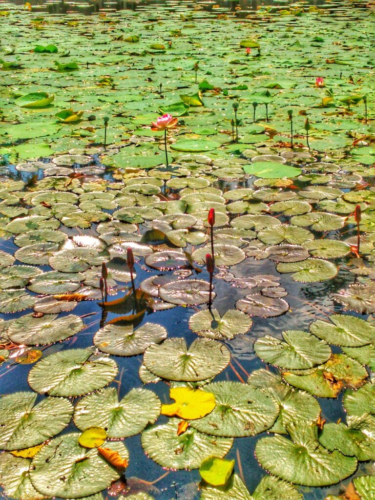 nature, lotus, water, pond, bangladesh, bangladesh, bangladesh, bangladesh, bangladesh, bangladesh