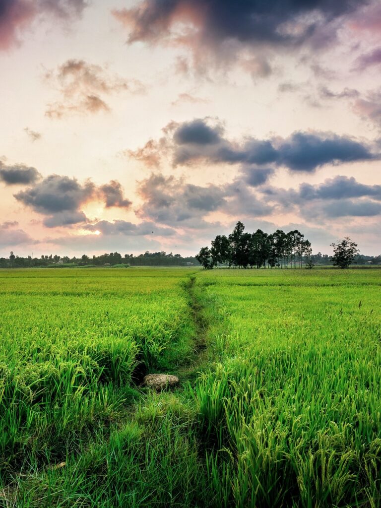 nature, green, crops, paddy, bangladesh, bangladesh, bangladesh, bangladesh, bangladesh, bangladesh